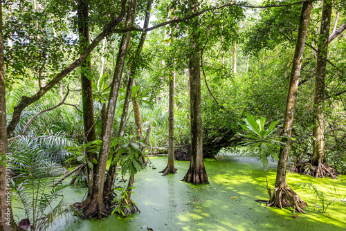 Mangrove forests of Nigeria's South-West coastline . Shot in Lekki, Lagos, Nigeria.