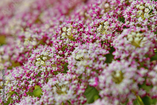 wild pink carrot flower in a macro view