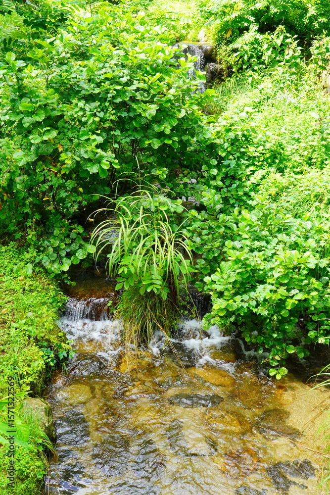 Obraz premium 緑豊かな自然の中を流れる清流。深い緑に覆われた場所を、清らかな水が勢いよく流れ落ちています。大小の岩の間を縫うように流れる水は、光を反射してキラキラと輝いています。周囲には瑞々しい緑が生い茂り、自然の生命力を感じさせます。涼しげな水の音と緑の香りが漂ってきそうな、癒しの風景です。