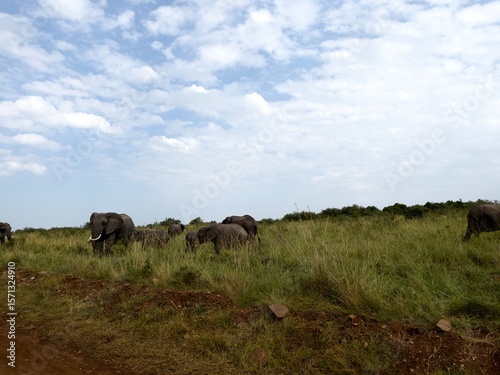 Photography elephants in field