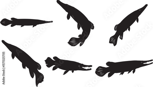Alligator Gar silhouette 