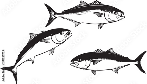 Amberjack fish silhouette