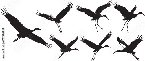 Storks flying different silhouette