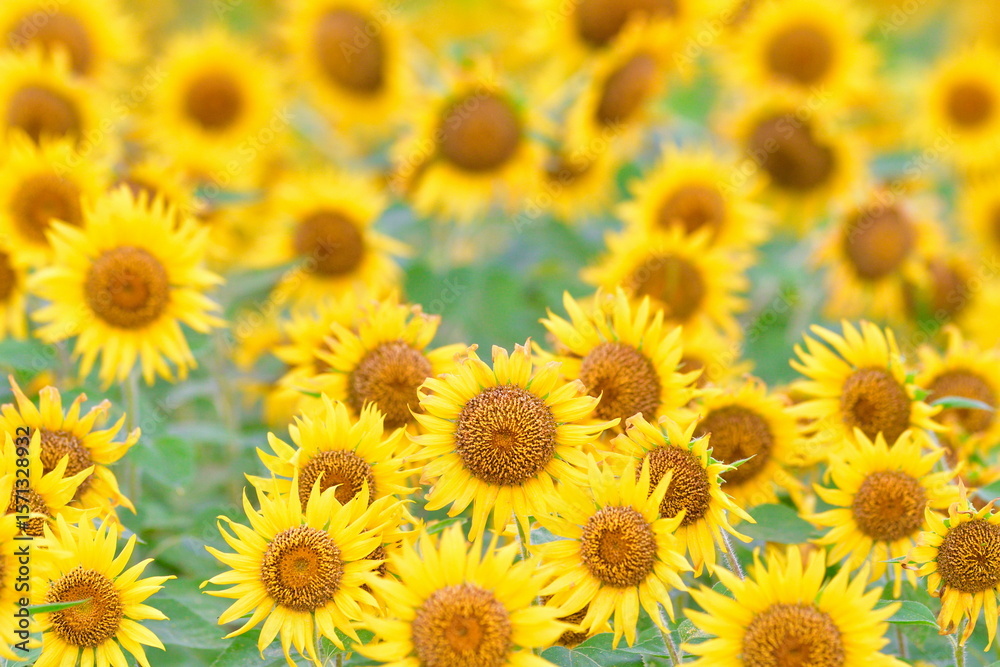 Obraz premium 阿賀野市のひまわり畑（新潟県）