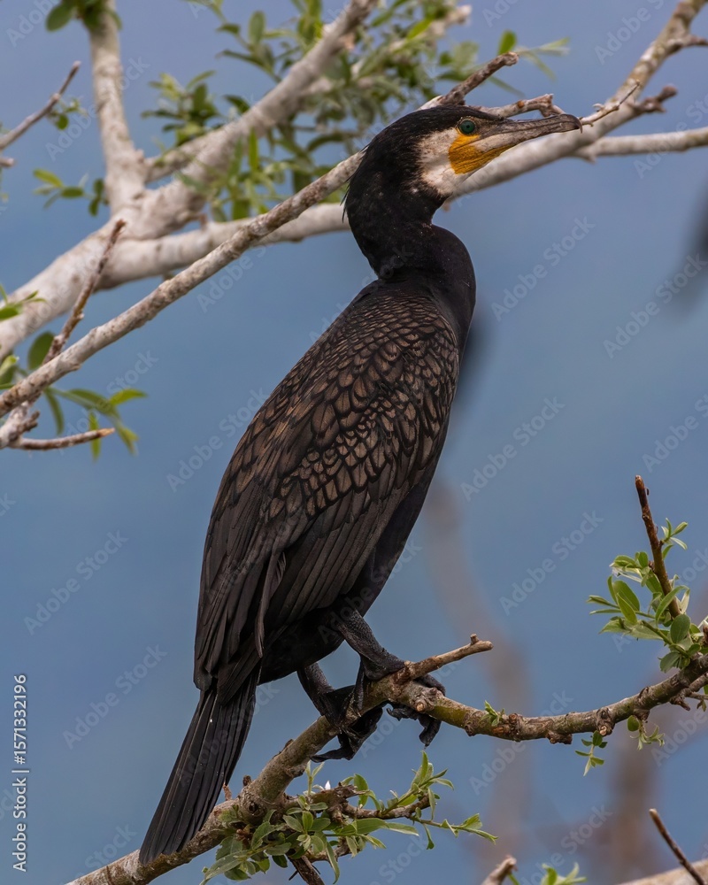 Fototapeta premium Great Cormorant (Phalacrocorax carbo) sitting in a tree in Kerkini Lake in Northern Greece.