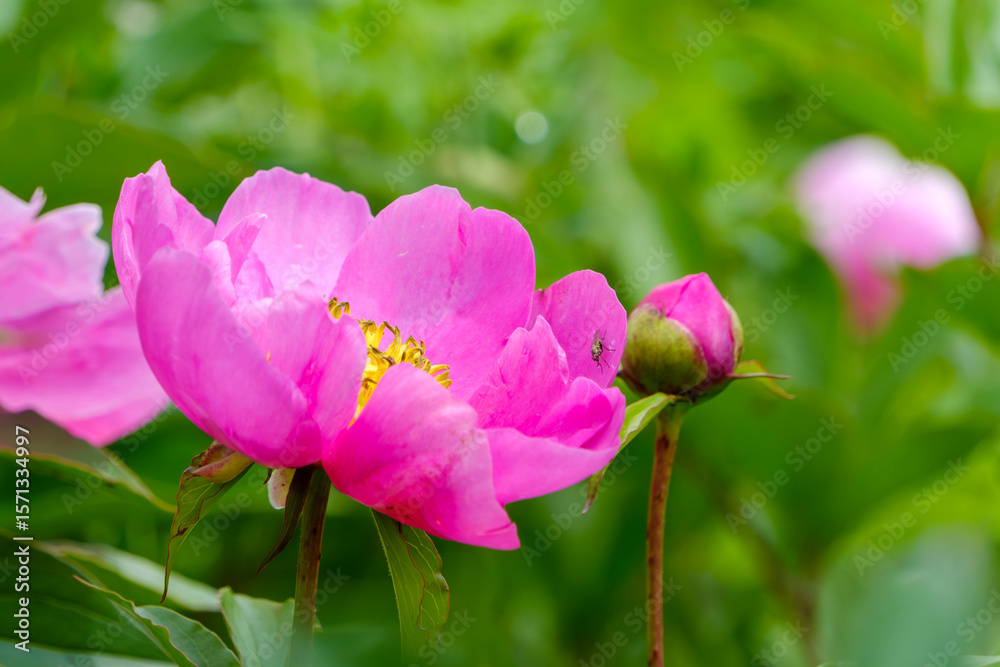 Fototapeta premium 鮮やかなピンクの芍薬と蕾の接写