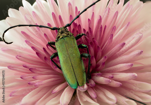 Metallic Green Beetle Resting on Pink Flower – Macro Insect Photography