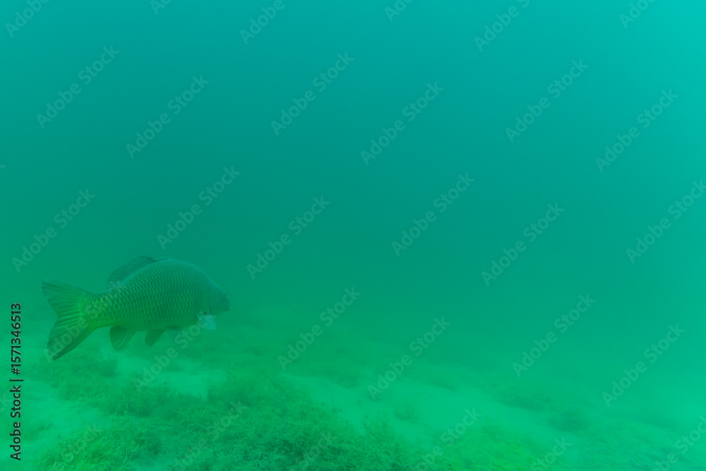 Naklejka premium Ein großer Karpfen in einem See