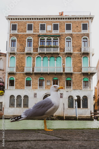Mouette Venise