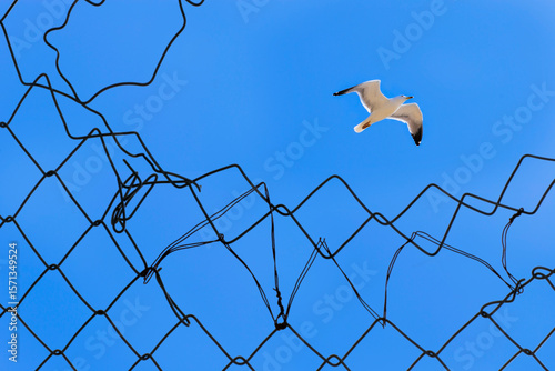 Freedom Concept with Bird Flying Above Broken Fence Against Clear Sky