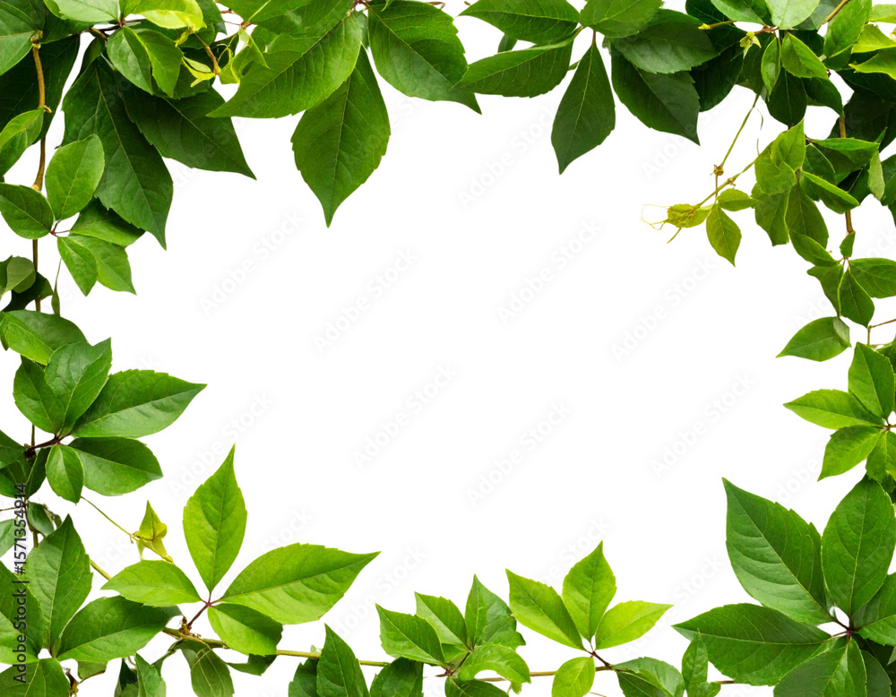 Naklejka premium Bush grape or three-leaved wild vine cayratia (Cayratia trifolia) liana ivy plant bus