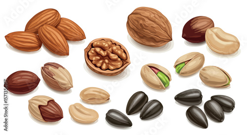 Assorted nuts vector illustration for healthy eating and nutrition designs