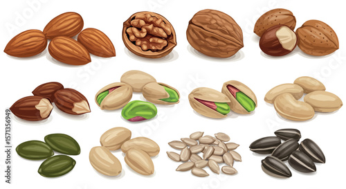 Variety of nuts and seeds vector illustration for food and health design