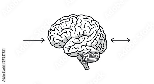 Intricate brain diagram with directional arrows vector illustration for educational design