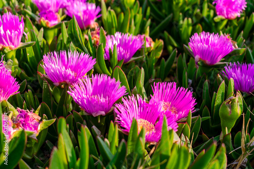  Close-up of blooming purple flowers of ice plant (Carpobrotus edulis) on a coastal slope in Antalya. The bright petals and thick green leaves contrast beautifully with the seaside light.