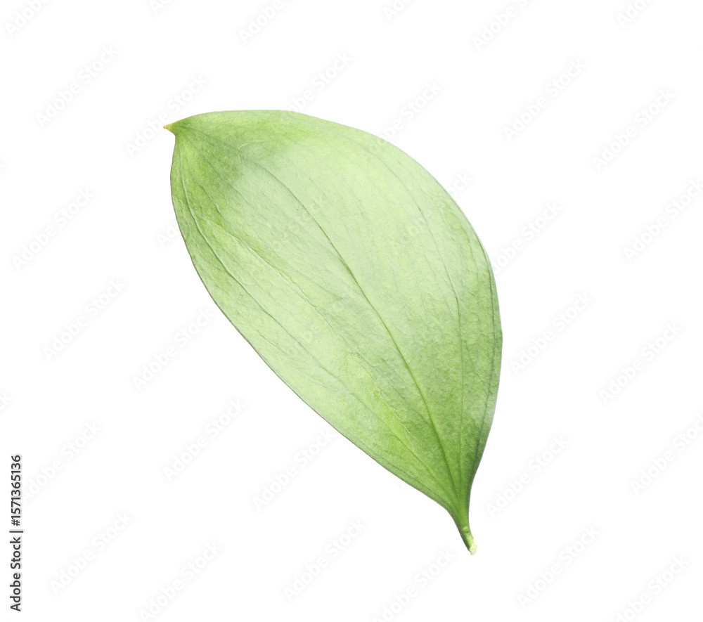 Obraz premium One fresh green Ruscus leaf isolated on white