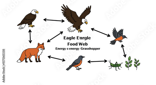 Educational vector illustration of a food web with various animals and arrows for science and biology learning