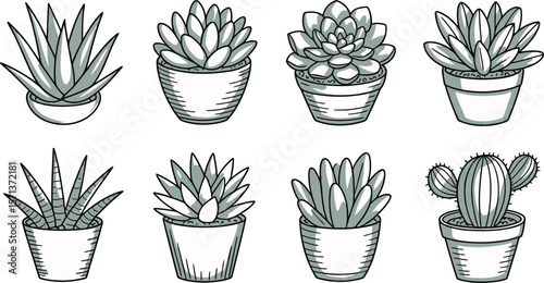 Potted succulent plants and cactus green