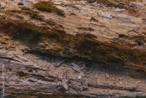 Papier peint Decaying fallen tree trunk with exposed wood grain and insect damage, forming a