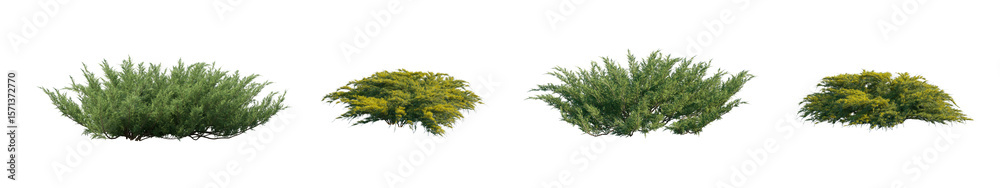 Fototapeta premium Juniperus Pfitzeriana Aurea and Juniperus sabina isolated png on a transparent background low-growing, spreading evergreen shrub premium cutout (the savin juniper or savin, Golden Pfitzer Juniper)
