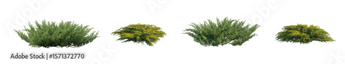 Papier peint Juniperus Pfitzeriana Aurea and Juniperus sabina isolated png on a transparent b