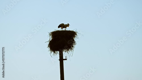 stork's nest on a power line