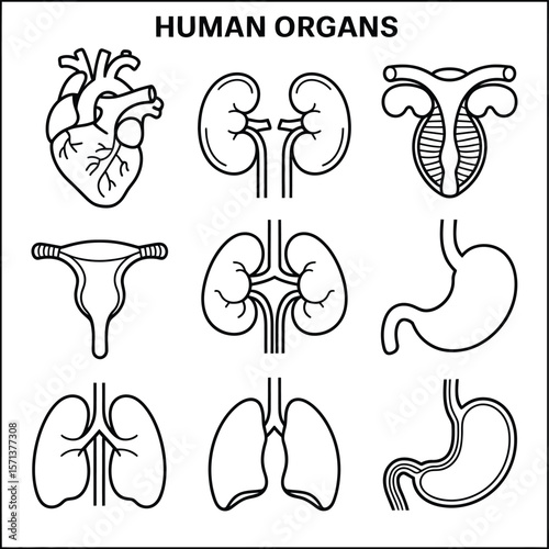 Nine Stylized Human Organs in Monochrome: A Vector Grid Featuring Line Art Illustrations of the Heart, Kidneys, Uterus, Fallopian Tubes with Ovaries, Stomach, and Lungs, 