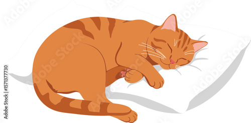 Sleeping orange tabby cat curled up on white pillow peaceful nap calm domestic pet rest