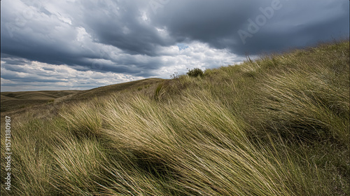 picture of a meadow with tall grass in strong wind, image with motion blur.