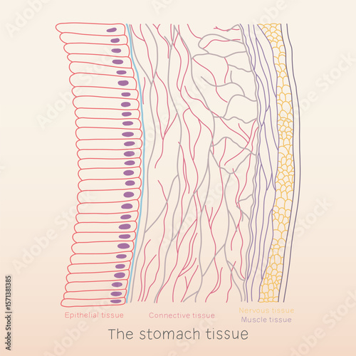 The Stomach tissue line art consist of epithelial tissue, connective tissue, muscle tissue, and nervous tissue, human organ physiology histology illustration vector
