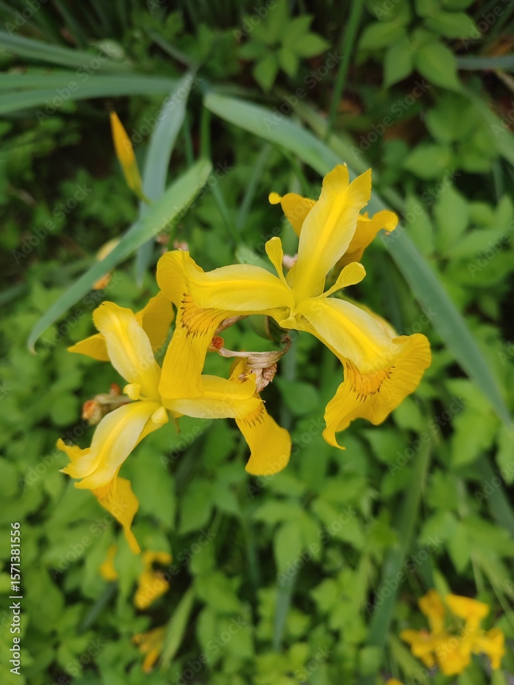 Obraz premium Beautiful summer flowers. Iris pseudacorus