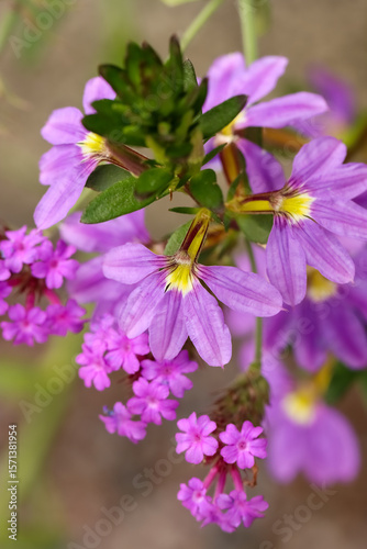 Close-up photo of the beautiful purple fairy fan flower (Scaevola aemula) in garden in July. A wonderful hardy  plant to add colour to garden beds and containers for many months of the year. 