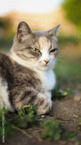 Wallpaper Mural a cat lies on the chair, cat eyes Torontodigital.ca
