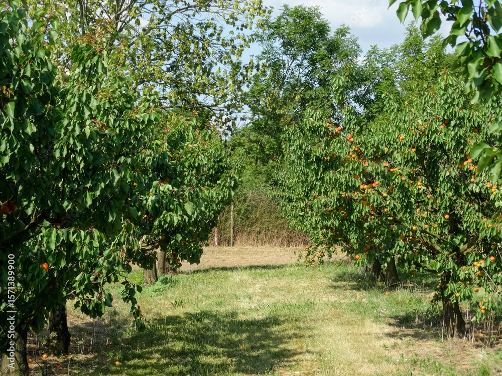 Naklejka premium Apricot trees in an orchard in summer