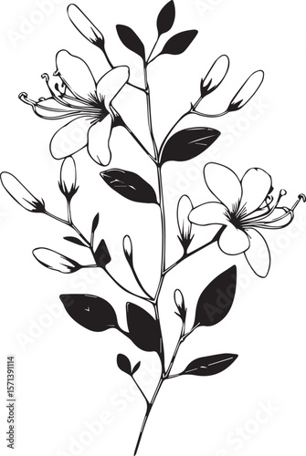 Coloring pages for children, Easy Honeysuckle flwoer line art hand drawing Illustration sketch contour bouquet of artistic Honeysuckle flowers hand drawing pencil art, isolated Realistic flower