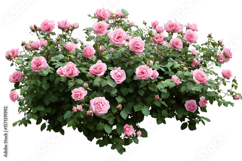 Fototapeta Naklejka Na Ścianę i Meble -  pink rose bush, on a transparent background.