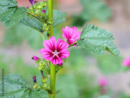 Close-up of a vibrant purple mallow flower blooming on a green stem, surrounded by lush foliage, a beautiful snapshot of nature's elegance.