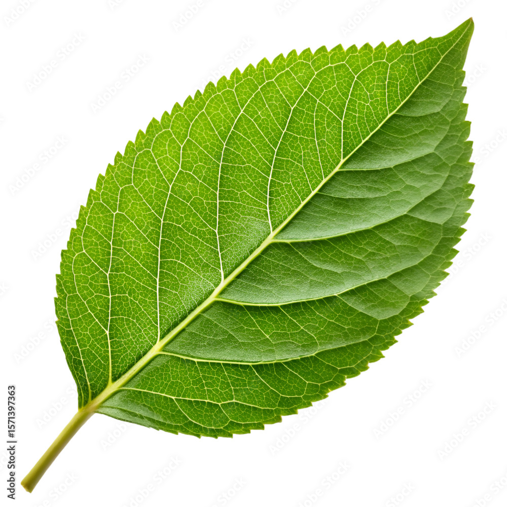 Obraz premium green leaf isolated on white