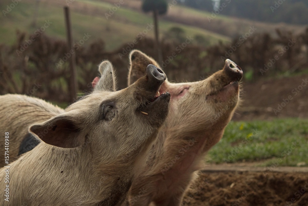 Fototapeta premium pig