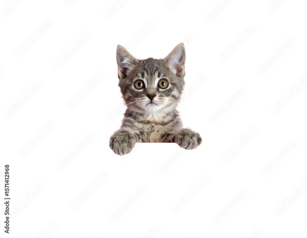 Fototapeta premium Cute gray kitten with big round eyes standing behind a pink surface, front paws placed on top of the table as it peers over with a curious expression, shot from a slightly elevated 