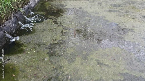 Algae Covered Industrial Concrete Pond with Stagnant Water