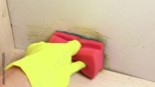 Cleaning green mold fungus growing in wardrobe with anti-mold spray and sponge. Dampness problem concept in house. 4k footage.