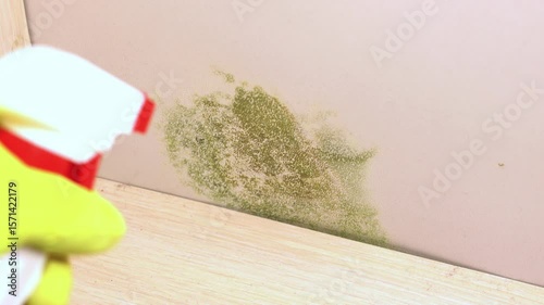 Applying sanitizer. Cleaning green mold fungus growing in wardrobe with anti-mold spray. Dampness problem concept in house. 4k footage.