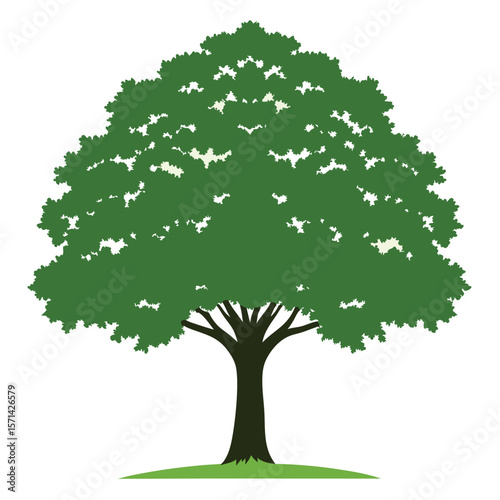 Walnut tree vector silhouette on white background 