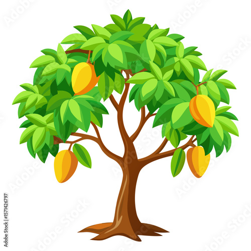 Mango tree Vector on white background