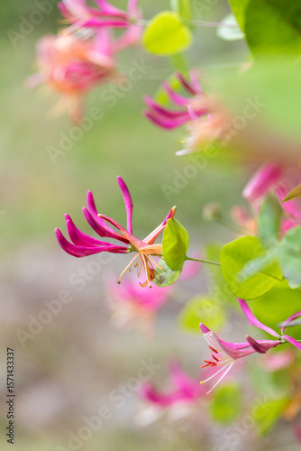 Beautiful lonicera growing in garden