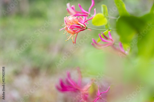 Beautiful lonicera growing in garden