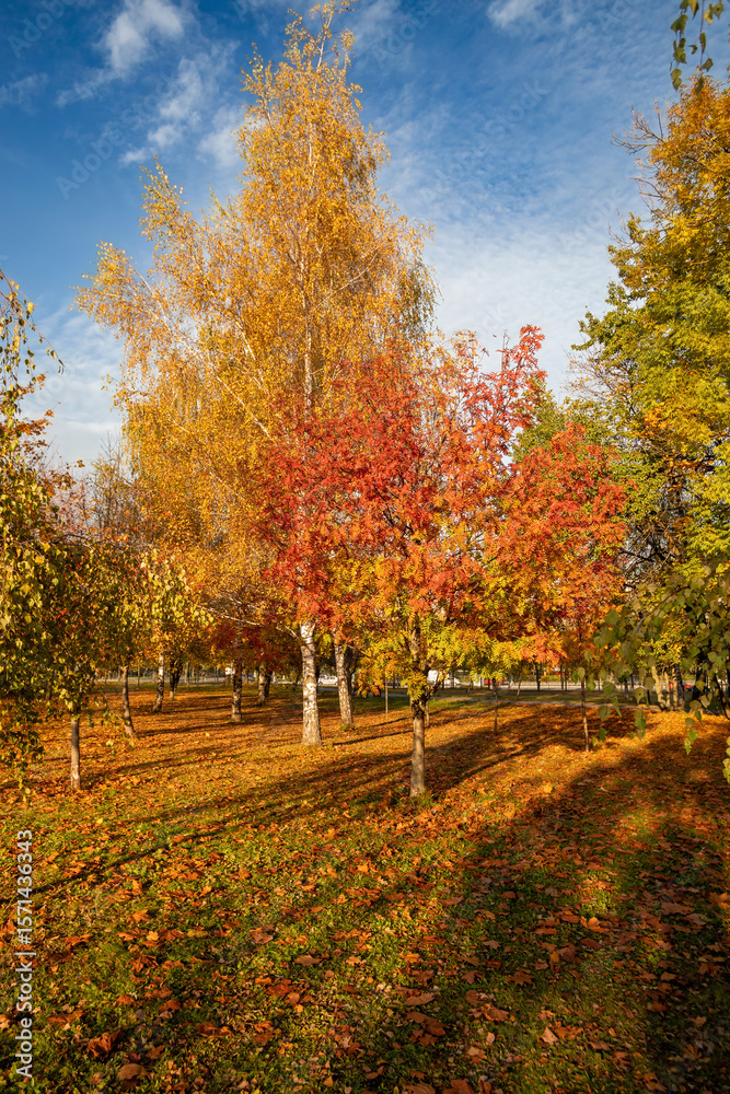 Naklejka premium autumn in the city park