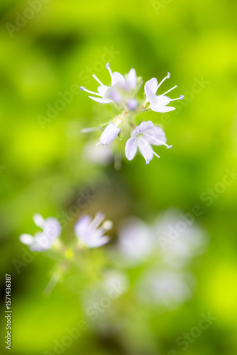 Beautiful veronica officinalis growing in garden