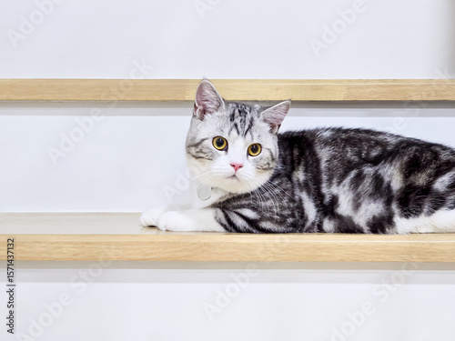 Cute cat, Baby cat in the house, Silver Tabby Scottish